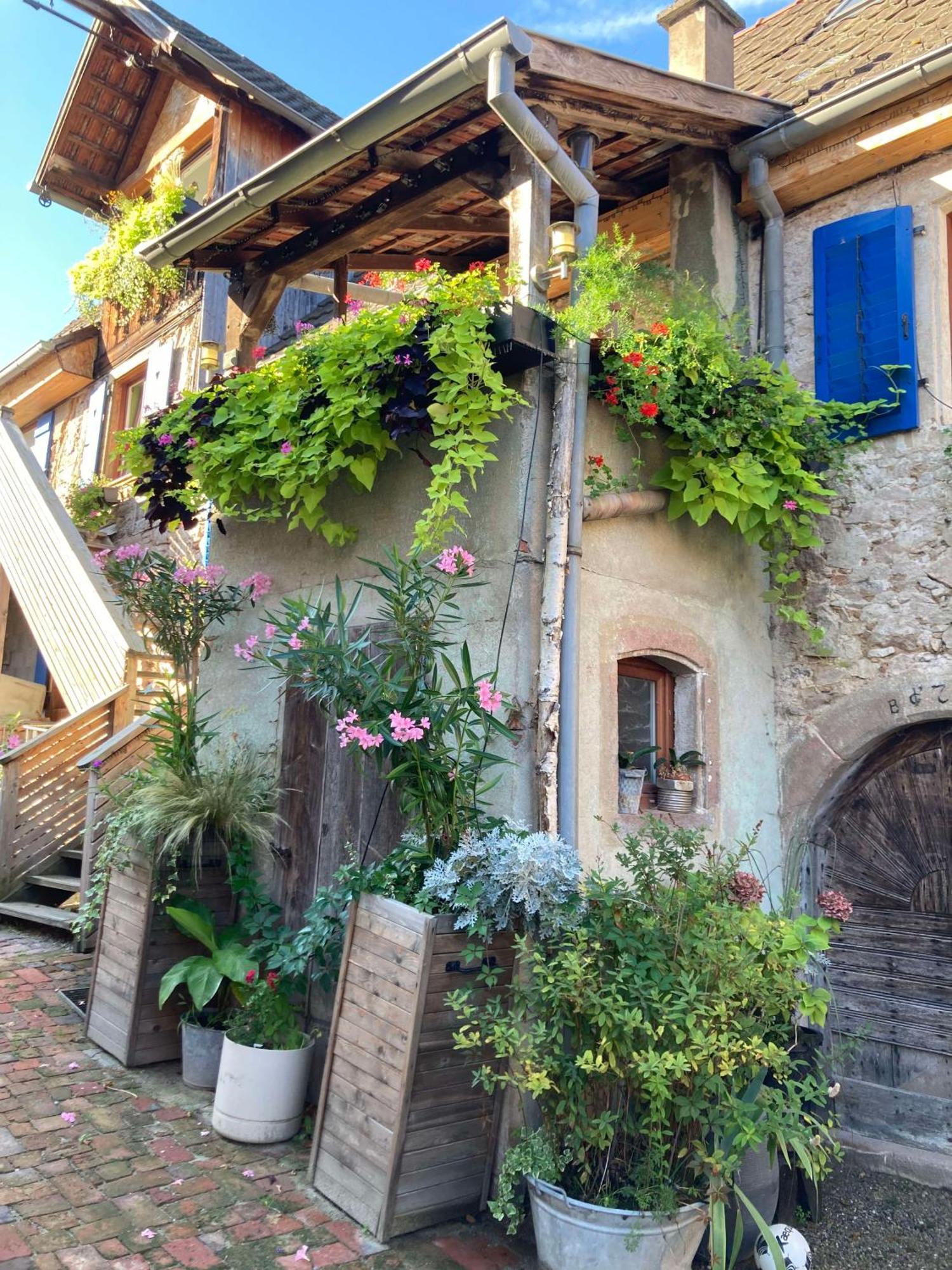 Les Gites Du Raceme Blienschwiller Exterior photo